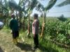 Polri Dukung Astacita, Polsek Rengel Polres Tuban Turun Cek Tanaman Jagung Warga di Desa Pekuwon