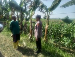 Polri Dukung Astacita, Polsek Rengel Polres Tuban Turun Cek Tanaman Jagung Warga di Desa Pekuwon