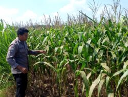 Polsek Grabagan polres Tuban Polda Jawa Timur Dukung Penuh Swasembada Pangan Presiden Prabowo Melalui Pendampingan Petani