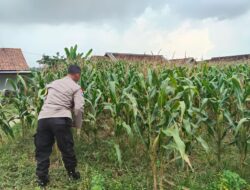 Polsek Jatirogo Pantau Ladang Jagung Warga Desa Dingil, Wujud Nyata Dukung Astacita