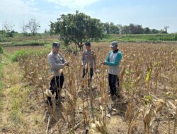 Dukung Ketahanan Pangan, Personel Polsek Bancar Monitoring Panen Jagung di Desa Cingklung