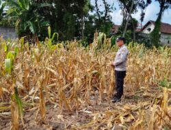 Polri Dukung Astacita, Polsek Semanding Polres Tuban Turun Cek Tanaman jagung milik Warga di Desa Ngino