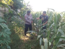 Anggota Bhabinkamtibmas Polsek Jenu Polres Tuban Turun ke Ladang, sambang lahan pertanian.