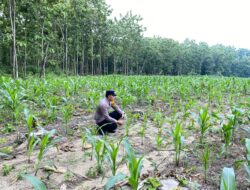 Bhabinkamtimas Desa Sendang Polsek Senori Polres Tuban Monitoring Tanaman Jagung Warga Binaan Dukung Program Ketahanan Pangan