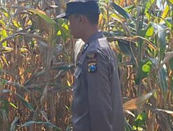 Dukung Astacita Presiden, Bhabinkamtibmas Polsek Widang Monitoring Pertumbuhan Tanaman Jagung