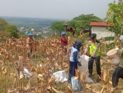 Polri Dukung Astacita, Polsek Rengel Polres Tuban Turun Cek Tanaman Jagung Warga di Desa Punggulrejo