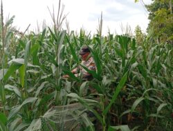 Polres Tuban Dukung Ketahanan Pangan Nasional, Polsek Kenduruan Cek Langsung Lahan Jagung Warga