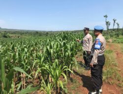 Polri Dukung Astacita, Polsek Merakurak Polres Tuban Turun Cek Tanaman Jagung Warga di Desa Tuwiri Kulon