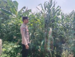 Polsek Singgahan Polres Tuban Turun Cek Tanaman jagung Warga di Desa Mulyorejo