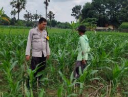 Polsek Plumpang Polres Tuban Turun Langsung Cek Tanaman Jagung Warga