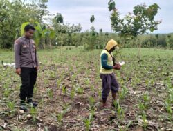 Dalam rangka mendukung Program ASTACITA, Bhabinkamtibmas Desa Pacing Polsek Parengan Polres Tuban sambang petani jagung di Desa Pacing Kec. Parengan