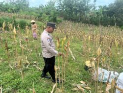 Polsek Bangilan Monitoring Tanaman Jagung di Desa Banjarworo sebagai Wujud Dukungan Ketahanan Pangan
