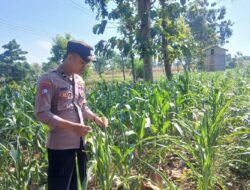 Polsek Tambakboyo Polres Tuban Turun Cek Tanaman jagung Warga di Desa Dikir