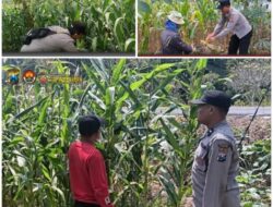 Polsek Soko polres Tuban Polda Jawa Timur Bergerak! Dukung Penuh Swasembada Pangan Presiden Prabowo Melalui Pendampingan Petani