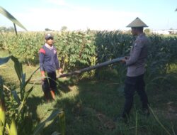 Anggota Bhabinkamtibmas Polsek Jenu Polres Tuban Turun ke Ladang, sambang lahan pertanian.