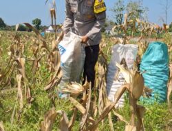 Bhabinkamtibmas Polsek Widang Pendampingan Petani Panen Jagung