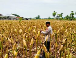 Polri Dukung Astacita, Polsek Merakurak Polres Tuban Turun Cek Tanaman Jagung Warga di Desa Tuwiri Kulon