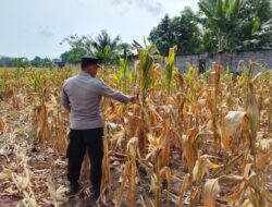 Polri Dukung Astacita, Polsek Semanding Polres Tuban Turun Cek Tanaman jagung milik Warga di Desa Ngino