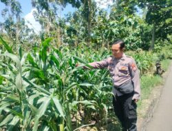 Polri Dukung Astacita, Polsek Palang Polres Tuban Turun Cek Tanaman jagung milik Warga di Desa Dawung