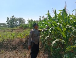 Dukung Astacita, Polsek Jatirogo Polres Tuban Pantau Langsung Lahan Jagung Warga Desa Jatiklabang