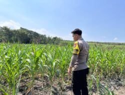 Dalam rangka Dukung Program Astacita, Bhabinkamtibmas Desa Cengkong Polsek Parengan Polres Tuban cek lokasi Tanaman Jagung milik petani di Desa Cengkong Kec. Parengan Kab. Tuban