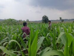 Polri Dukung Astacita, Polsek Grabagan Polres Tuban Turun Cek Tanaman jagung milik Warga di Desa Grabagan
