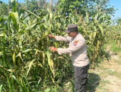 POLSEK BANGILAN DUKUNG KETAHANAN PANGAN MELALUI MONITORING TANAMAN JAGUNG WARGA
