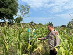 Bripka Nasri Anggota Polsek Bancar Polres Tuban Melaksanakan Monitoring Tanaman Jagung di Desa Tlogoagung