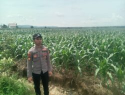 Polsek Singgahan Polres Tuban Turun Cek Tanaman jagung Warga di Desa Lajo Lor