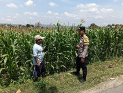 Bhabinkamtibmas Desa Jatisari Polsek Senori Gencar Monitoring Tanaman Jagung Warga Desa Binaan