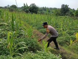 Polisi Polres Tuban Dukung Astacita Presiden, Bhabinkamtibmas Polsek Kenduruan Cek Langsung Tanaman Jagung Warga
