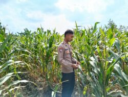 Polsek Singgahan Polres Tuban Turun Cek Tanaman jagung Warga di Desa Mulyorejo