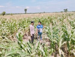Polsek Tambakboyo Polres Tuban Turun Cek Tanaman jagung Warga di Desa Plajan