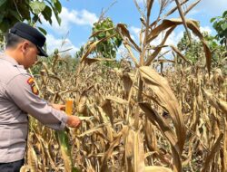 Polsek Montong Polres Tuban Turun Cek Tanaman jagung Warga di Desa Talun
