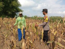 Monitoring Tanaman Jagung Warga di Desa Binaan, Bhabinkamtibmas Desa Wanglukulon Polsek Senori Polres Tuban Dukung Ketahanan Pangan