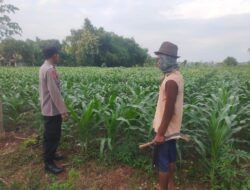Monitoring Pertumbuhan Jagung, Anggota Polsek Kerek Sambang ke Lahan Petani di Desa Binaan