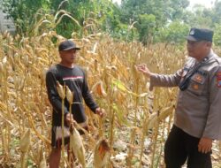 Polri Dukung Astacita, Polsek Rengel Polres Tuban Turun Cek Tanaman Jagung Warga di Desa Rengel