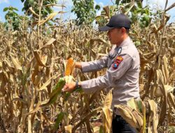 Polsek Montong Polres Tuban Turun Cek Tanaman jagung Warga di Desa Talangkembar