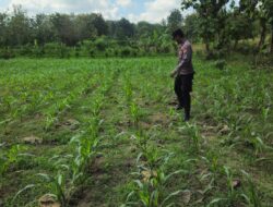 POLSEK BANGILAN AKTIF MONITORING KETAHANAN PANGAN TANAMAN JAGUNG
