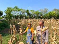 Bripka Nasri Monitoring Hasil Panen Jagung Warga Desa Tenggerkulon Kec. Bancar Kab. Tuban