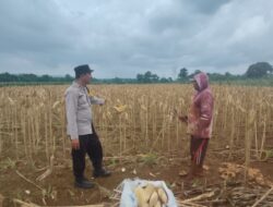 Polsek Plumpang Polres Tuban Turun Langsung Cek Tanaman Jagung Warga