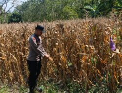 Polri Dukung Astacita, Bhabinkamtibmas Desa Pacing Polsek Parengan Polres Tuban Cek Lokasi Tanaman Jagung milik petani Di Desa Pacing Kec. Parengan