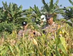 Dukung dan Sukseskan Astacita, Polsek Widang Patroli Kawasan Lahan Pertanian Jagung