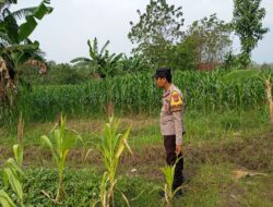 Polri Komitmen Dukung Ketahanan Pangan: Bhabinkamtibmas Polsek Kenduruan Polres Tuban Cek Langsung Tanaman Jagung Warga