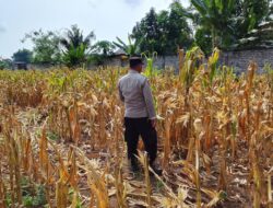 Polri Dukung Astacita, Polsek Semanding Polres Tuban Turun Cek Tanaman jagung milik Warga di Desa Ngino