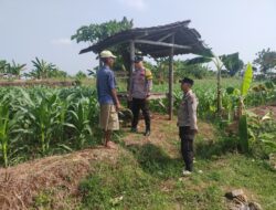Kanit Binmas Bersama Bhabinkamtibmas Polsek Tuban Monitoring Lahan Jagung Warga Dukung Ketahanan Pangan