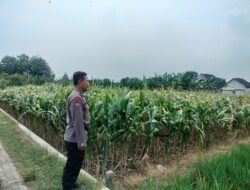 Polri Dukung Astacita, Polsek Palang Polres Tuban jagung milik Warga di Desa Glodog