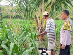 Polri Dukung Astacita, Polsek Grabagan Polres Tuban Turun Cek Tanaman jagung milik Warga di Desa Grabagan