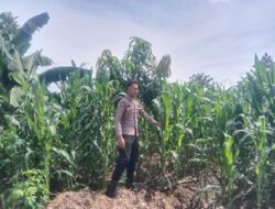 Polsek Singgahan Polres Tuban Turun Cek Tanaman jagung Warga di Desa Tingkis