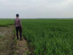 Polri Dukung Astacita, Polsek Merakurak Polres Tuban Turun Cek Tanaman Jagung Warga di Desa Tuwiri Wetan